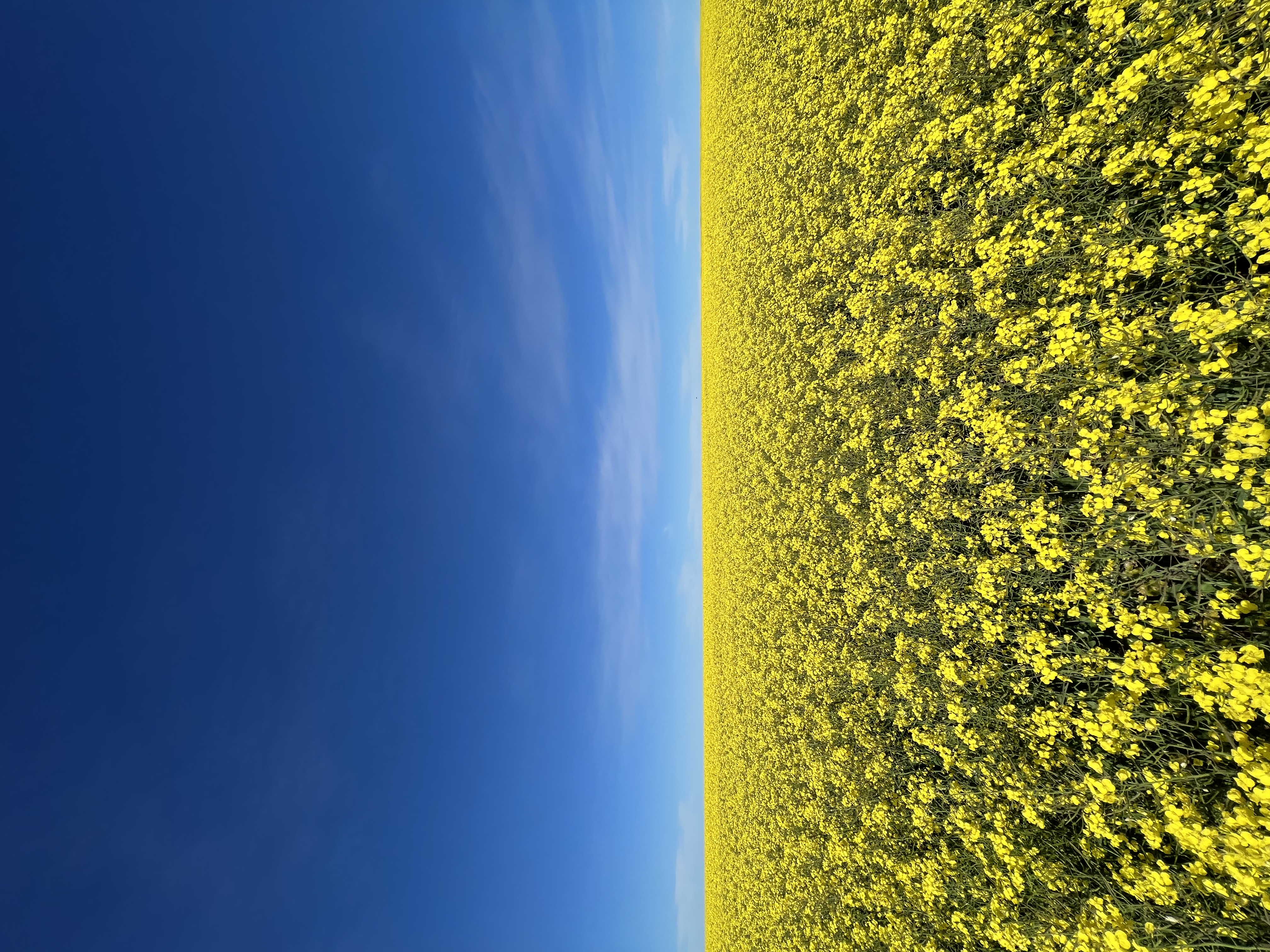 Sunnydale Farming Co. WA Wheatbelt operations