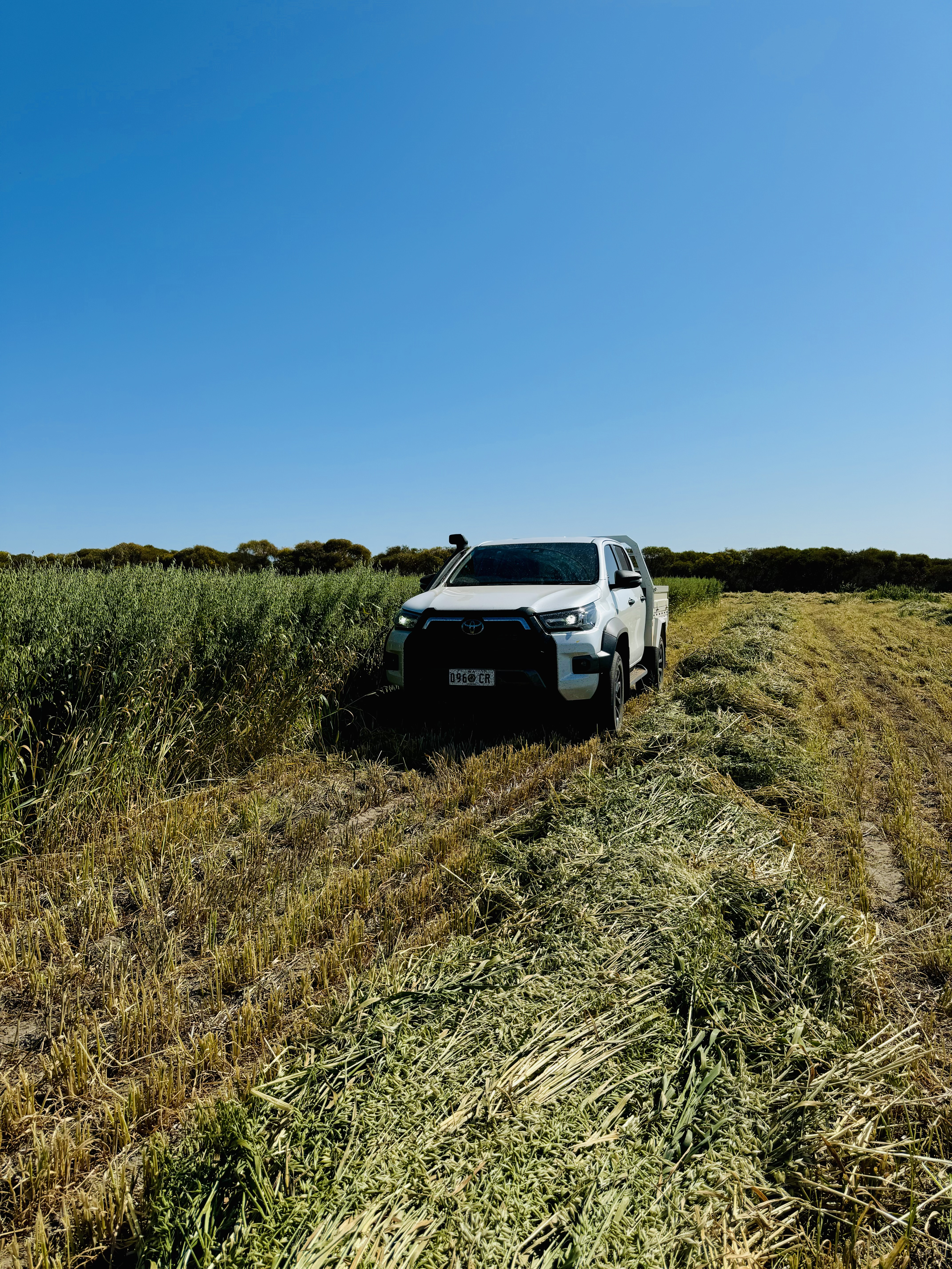 Premium oaten horse hay crop, Sunnydale WA