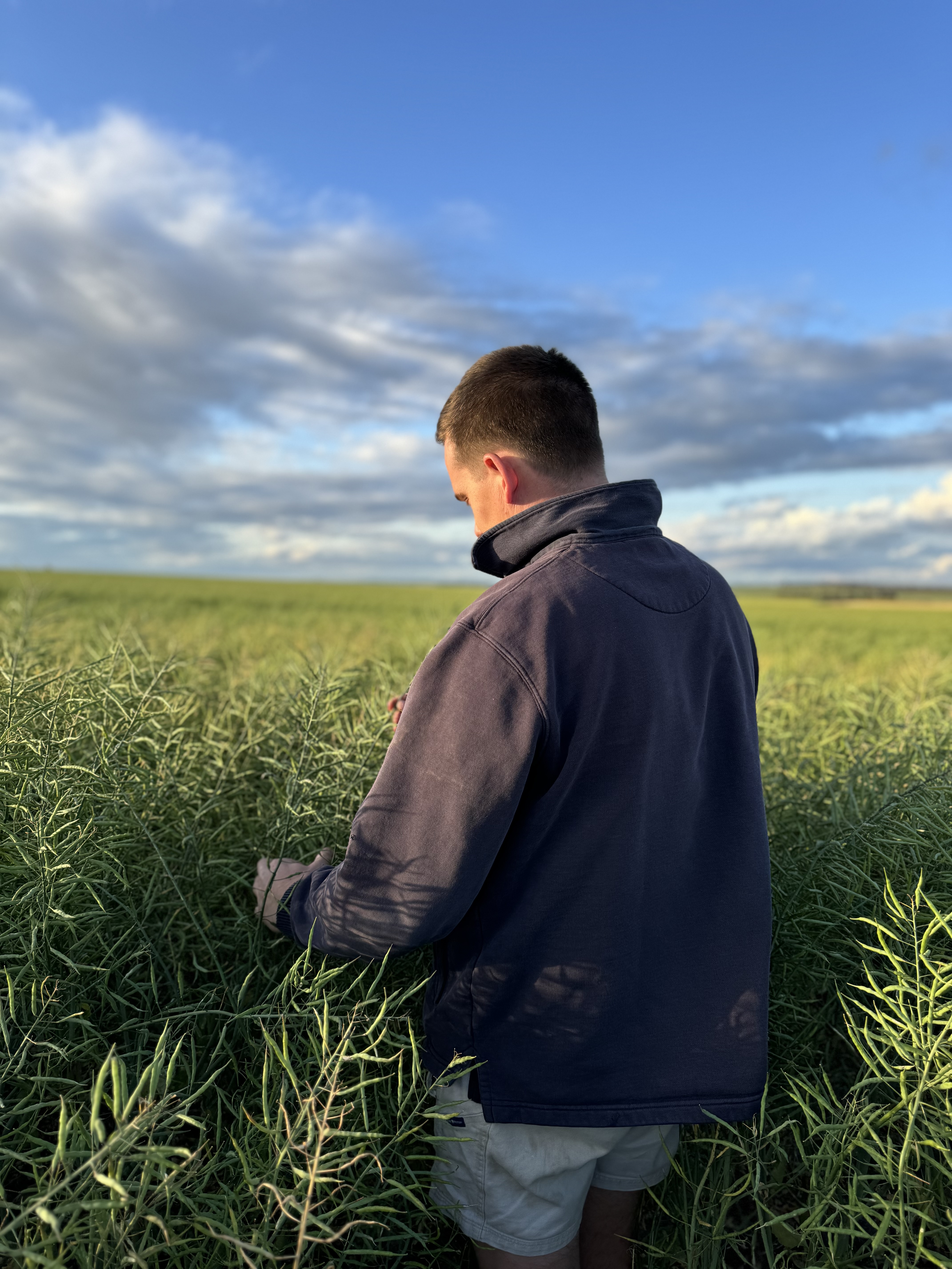 Jacob Turner checking canola crop, Sunnydale Farms